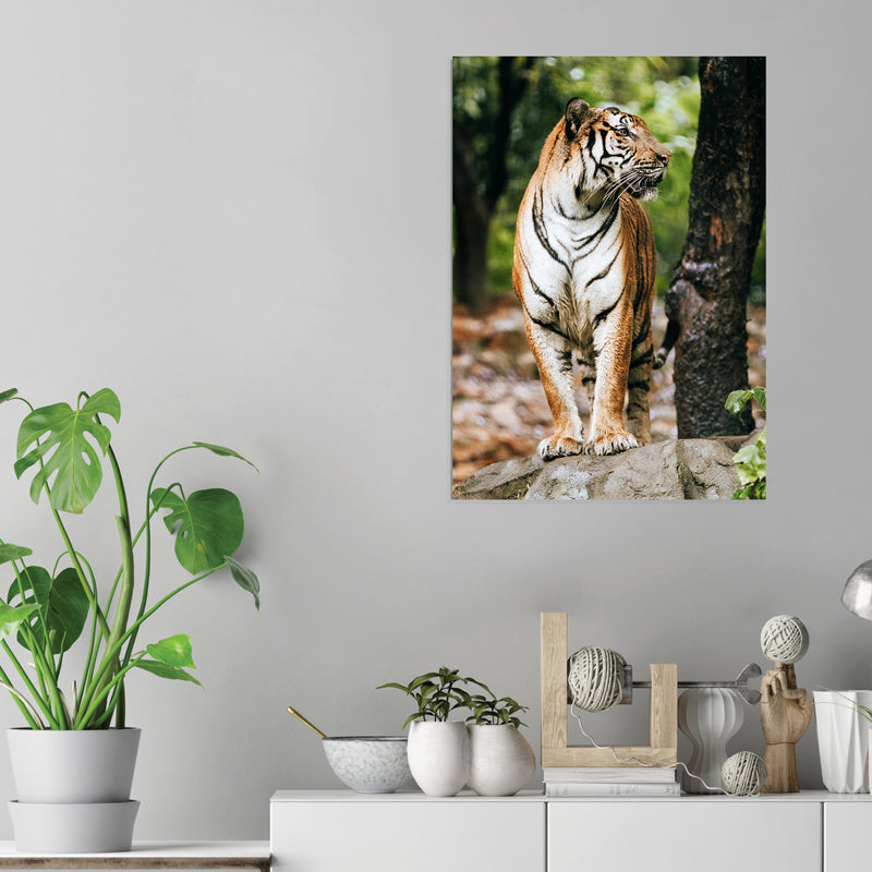 Tiger - Acrylic Wall Art Poster Print