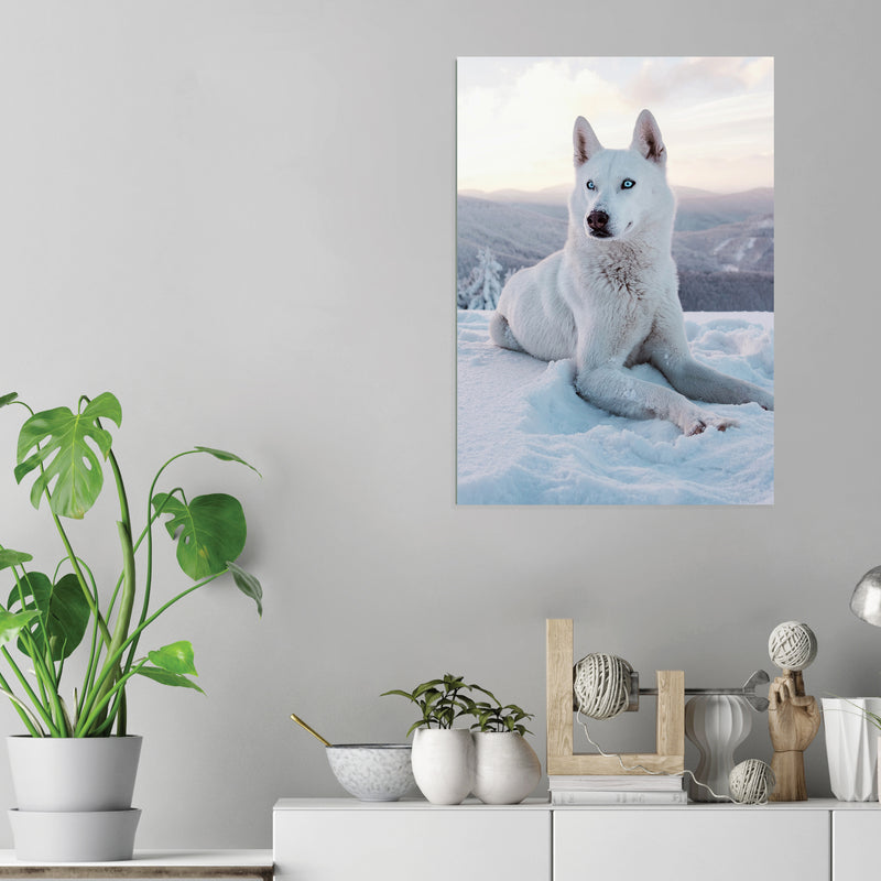 Snow Wolf - Acrylic Wall Art Poster Print