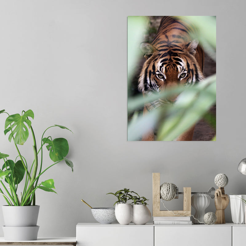 Jungle Tiger - Acrylic Wall Art Poster Print